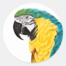 Search for parrot art stickers Watercolor