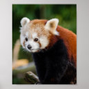 Search for red panda posters Asia
