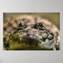 Search for dangerous animals art Alligator
