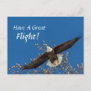 Search for flying eagle postcards Freedom