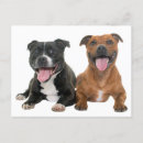 Search for pitbull thank you cards Thinking of you
