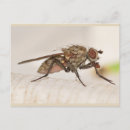 Search for flying insect postcards Macro
