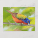 Search for limb postcards Bird