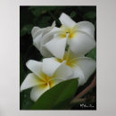 Search for frangipani posters Blooms