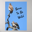 Search for red tailed hawk posters Wildlife