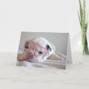 Search for lying cards French bulldog