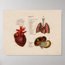 Search for anatomical heart art Corazón