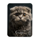 Search for cat magnets Modern