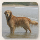 Search for retreivers barware Retriever golden