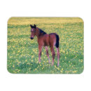 Search for colt magnets Foal