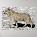 Search for arctic art Portrait