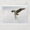 Search for ospreys postcards Wings