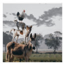 Search for rooster posters Dog