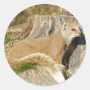 Search for mongooses stickers Photography
