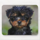 Search for yorkie lover electronics Terrier