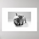 Search for bred posters Animal