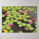 Search for lilypad posters Photography