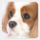 Search for loveable stickers Dog