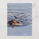 Search for otter pictures postcards Animals
