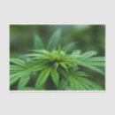 Search for weed tissue paper Grass