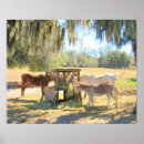 Search for horse pics posters Donkey