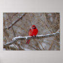 Search for snowstorm posters Cardinal