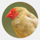 Search for little wing stickers Bird