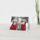Search for bedlington terrier cards Terriers