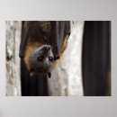 Search for fruit bat art Animal