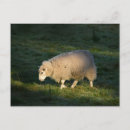 Search for white sheeps postcards Field