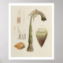 Search for bruce posters Botanical