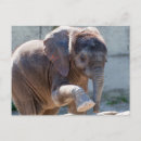 Search for elephant calf postcards Cute