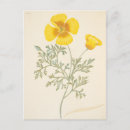 Search for rosco postcards Margaret roscoe