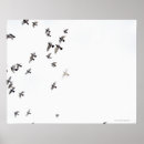 Search for bird freedom posters Animals