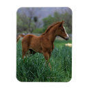 Search for arabs magnets Bob langrish
