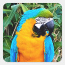 Search for yellow parrot stickers Nature