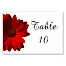 Search for red daisy Elegant