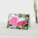 Search for knockout rose Flowers