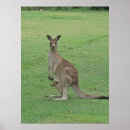 Search for roos posters Kangaroo