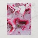 Search for red geraniums postcards Garden