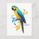 Search for amazon parrots postcards Colourful