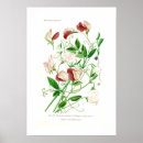 Search for lathyrus Vintage