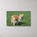 Search for pomeranian canvas prints Loulou