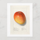 Search for 1908 vertical postcards Vintage