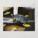 Search for pond turtle postcards Amphibian