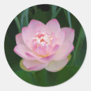 Search for kansas flower stickers Michael scheufler