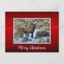 Search for bighorn sheep postcards Wildlife