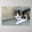 Search for pussy posters Pets