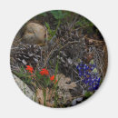 Search for pinecones magnets Nature