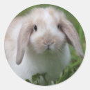 Search for holland lop stickers Bunny